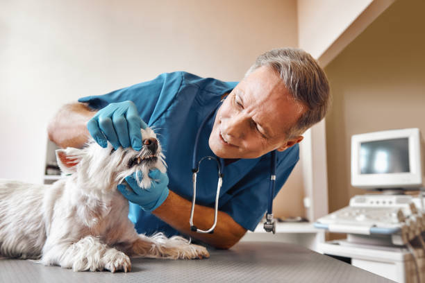 Best 24-Hour Emergency Dentist in Mount Carroll, IL